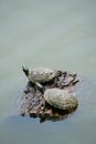 Two turtles on a trunk,  in the sun Royalty Free Stock Photo