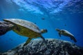 Big turtle in coral reef underwater shot Royalty Free Stock Photo