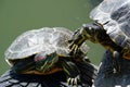 Two turtles warming in the sun Royalty Free Stock Photo