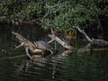 Two Turtles Warming in the Sunlight in the Swamp Royalty Free Stock Photo