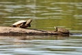 Two turtles warming themselves on a rock in a lake in Indiana Royalty Free Stock Photo