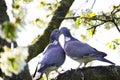 Two turtling wood pigeons are sitting on a branch in the cherry tree. Royalty Free Stock Photo