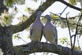 Two turtling wood pigeons are sitting on a branch in the cherry tree. Royalty Free Stock Photo