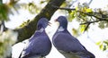 Two turtling wood pigeons are sitting on a branch in the cherry tree. Royalty Free Stock Photo