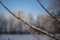 Two twigs or branches covered with hoarfrost or snow