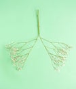 Two twigs of gypsophila flower on a pastel green background. Spring creative minimal concept of hope and joy. Lungs that recover a