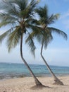 Two twin coconut trees on the beach Royalty Free Stock Photo