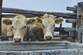 Two twin white cows getting a drink