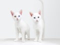 Two twin white kittens with heterochromia