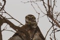 Two twins great horned wild owl on a tree with scary eyes Royalty Free Stock Photo