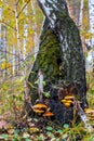 Two twisted fused birch trees in autumn in a forest on which clusters of toadstool mushrooms grow with yellow and orange hats.