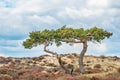 Two Twisted stunted green trees stand in the dunes at Sandbanks Dorset England against a blue September sky