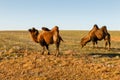 Two two-humped camels Royalty Free Stock Photo