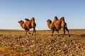 Two two-humped camels Royalty Free Stock Photo