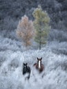 Two By Two.Two Thoroughbred Altai Free Grazing Adult Horses Of Various Colors In Autumn Morning Among The Grass In Snow-White Hoar