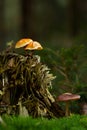 Two types of mushrooms on and next to a tree stump Royalty Free Stock Photo