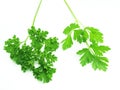 Two types of parsley.