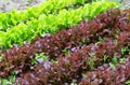Two types of sowing lettuce green and iodized lettuce, background. Fresh summer herbs for salad