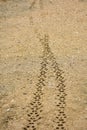 two tyre treads of the wheels of a transport vehicle on the brown sand off road. The treads were made on the fresh mud by a