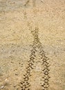 two tyre treads of the wheels of a transport vehicle on the brown sand off road. The treads were made on the fresh mud by a