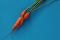 Two ugly carrots together on a blue background