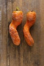 Two ugly curved carrots with pieces of soil on brown old wooden background with copy soace. Vegetables with unusual