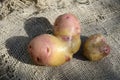 Two ugly potatoes in heart shape on burlap . Funny, unnormal vegetables or food waste concept. Harvest