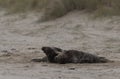 Two ull seals fighting on the beach Royalty Free Stock Photo