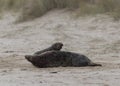 Two ull seals fighting on the beach Royalty Free Stock Photo