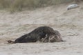 Two ull seals fighting on the beach Royalty Free Stock Photo