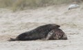 Two ull seals fighting on the beach Royalty Free Stock Photo