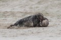 Two ull seals fighting on the beach Royalty Free Stock Photo