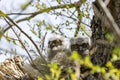 Two unfledged baby great horned owlets in a large nest in a tall tree Royalty Free Stock Photo