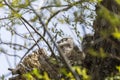 Two unfledged baby great horned owlets in a large nest in a tall tree Royalty Free Stock Photo