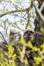 Two unfledged baby great horned owlets in a large nest in a tall tree Royalty Free Stock Photo