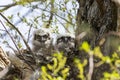 Two unfledged baby great horned owlets in a large nest in a tall tree Royalty Free Stock Photo