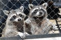 Two unfortunate sad raccoons behind bars in captivity