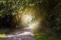 Sunshine at the end of a leafy country lane. Royalty Free Stock Photo