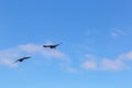 Two unidentified birds in flight Royalty Free Stock Photo