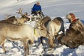 Two unidentified Saami men feed reindeers in harsh winter conditions, Tromso region, Northern Norway.