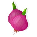 Two unpeeled red onions bulb with green sprout isolated on white background. Ripe onion. Vector illustration Royalty Free Stock Photo