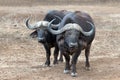 Two unpredictable Cape Buffalo [syncerus caffer] bulls in the bush in Africa