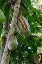 Two unripe green cocoa beans hanging on tree