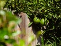 Two unripe green oranges on a tree hanging over a fence Royalty Free Stock Photo