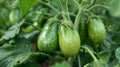 Two unripe green tomatoes on vine Royalty Free Stock Photo