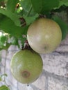 two unripe passion fruit Royalty Free Stock Photo