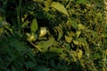 Two unripe tomatoes growing in a garden Royalty Free Stock Photo