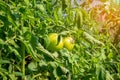 Two unripe tomatoes growing in the greenhouse on a bright sunny day. Tomatoes on the garden bed with green fruits. Green tomatoes Royalty Free Stock Photo