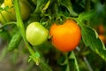 Two unripe tomatoes ripening in a greenhouse Royalty Free Stock Photo