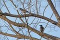 Two urban crows perching on a tree branch in a park with empty plastic cap. Problem with garbage and animals Royalty Free Stock Photo